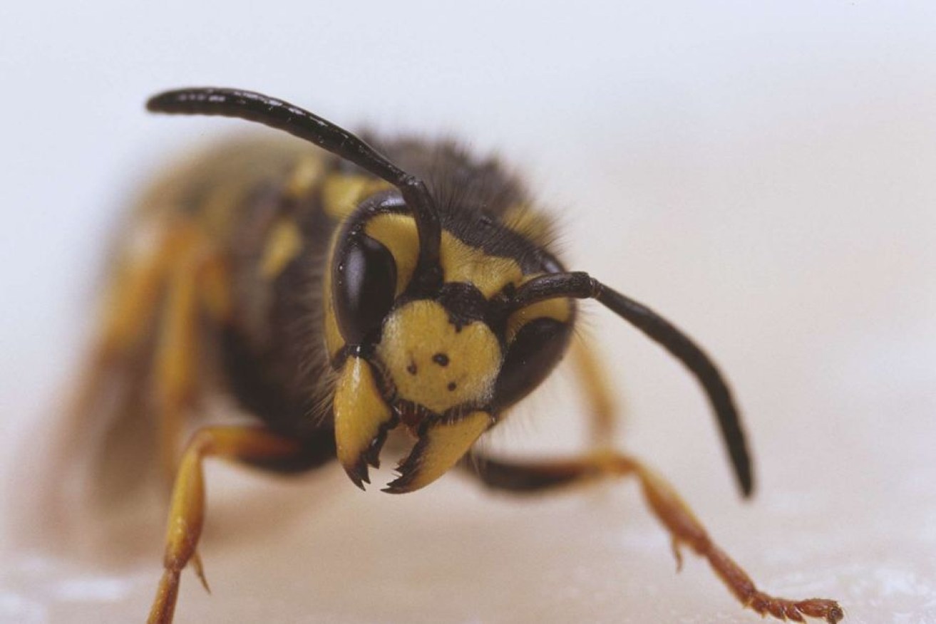 The European wasp has the capacity to do huge environmental damage.