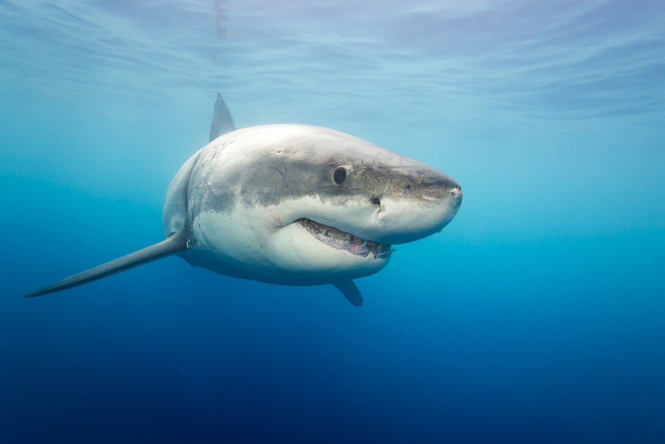 The number of sharks off Australia's shores has increased, experts say.
