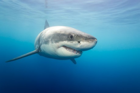 No protection in sight as shark sightings surge