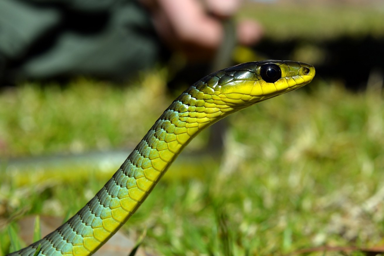 A woman has been taken to hospital after being bitten by a snake at Australia Zoo.