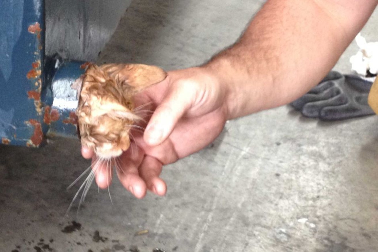 The MFB was called after the RSPCA's failed attempts to free the cat.