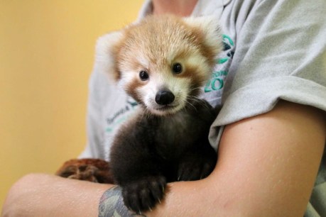 Injured red panda cub nurtured by Taronga zookeepers