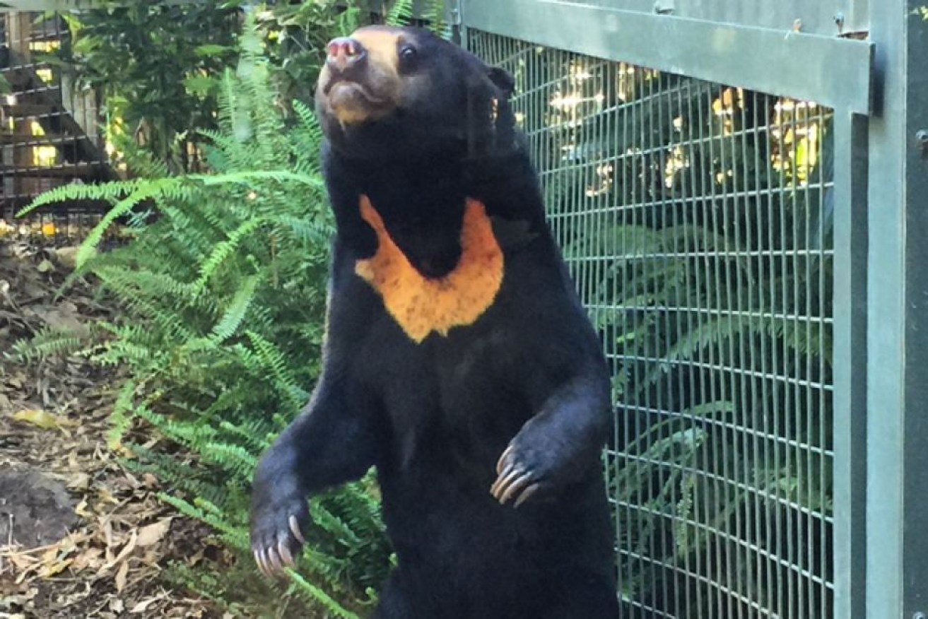 Perth Zoo is not being recommended as a sun bear breeding site.