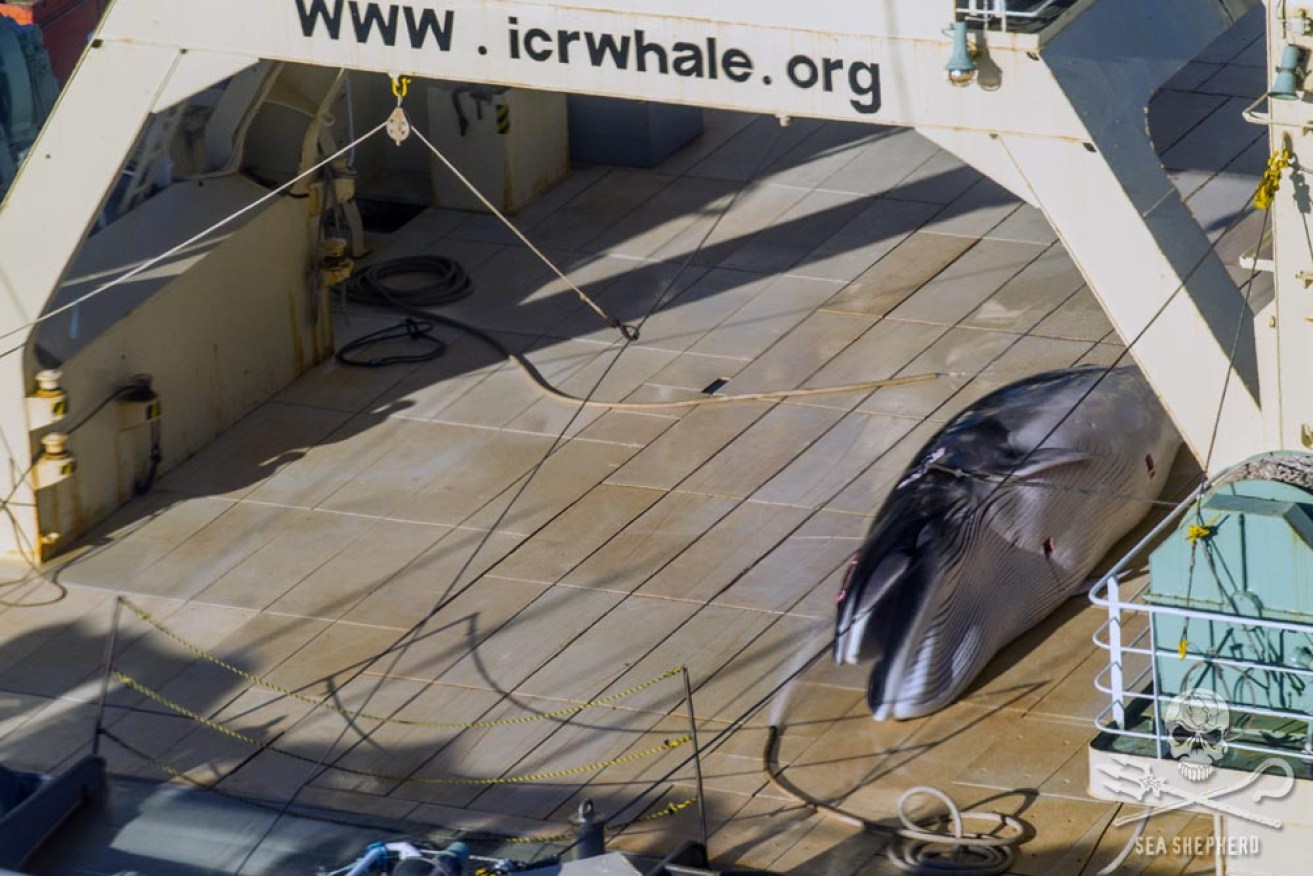 Sea Shepherd claims the Nisshin Maru was in Australian waters.
