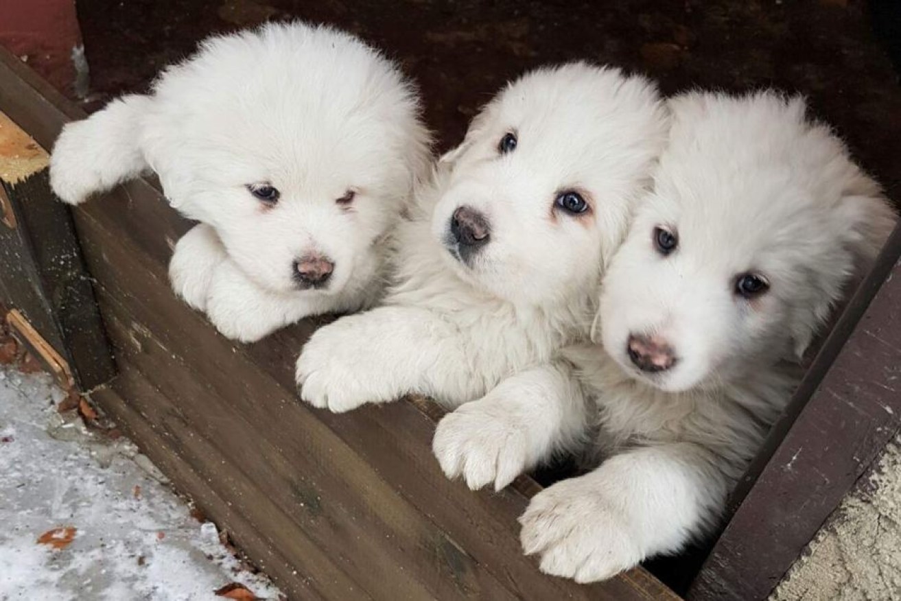 A photo taken the day before an avalanche buried the Hotel Rigopiano; the puppies have been found alive.
