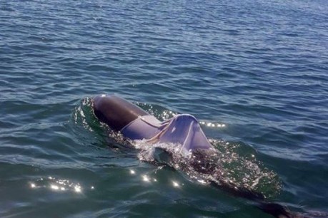 Rangers search for dolphin caught up in clothing item