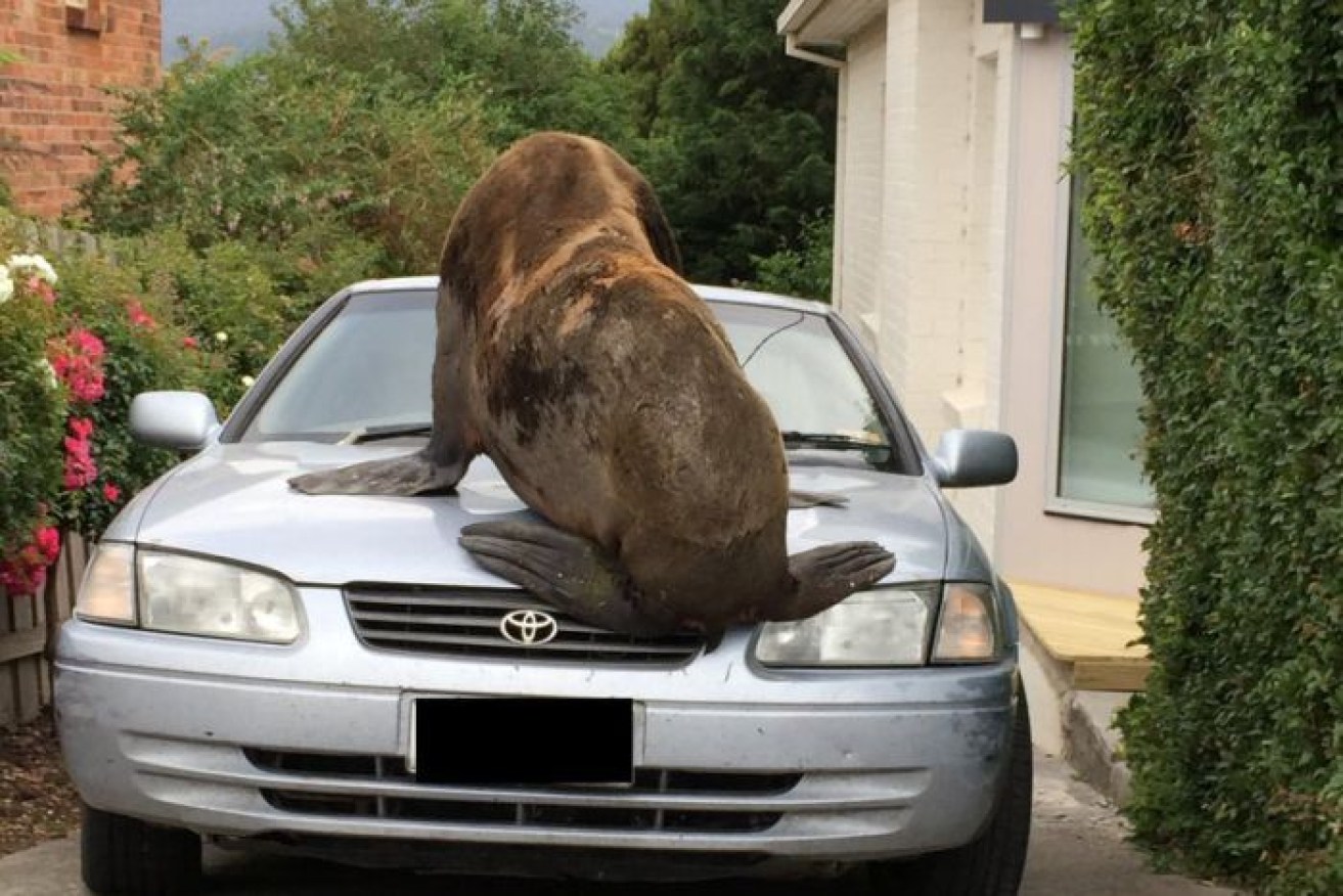 Lou-Seal had to be tranquillised before being removed from the suburban area. 