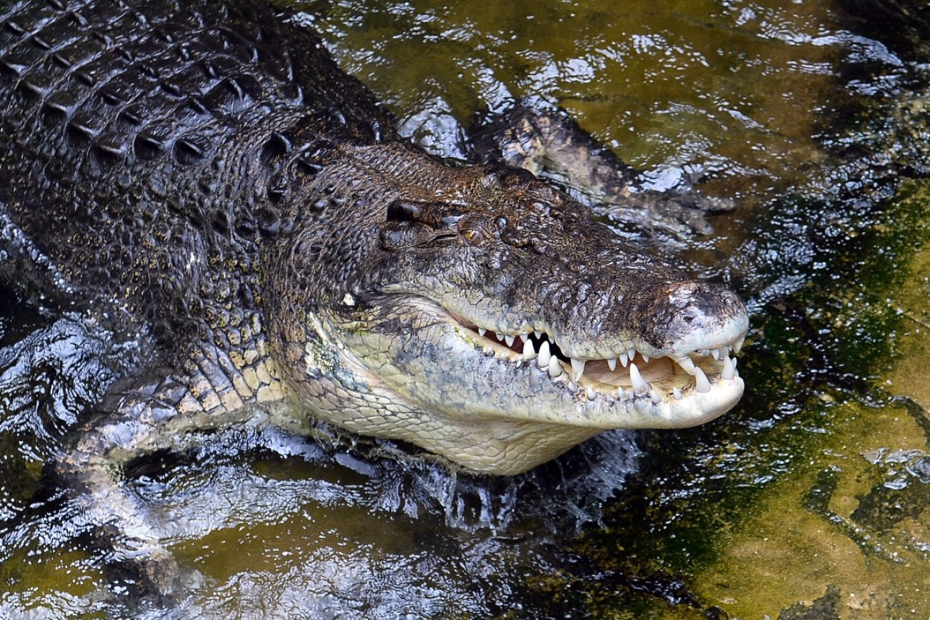 A saltwater crocodile – like this one –reportedly attacked a local ranger on Friday morning.