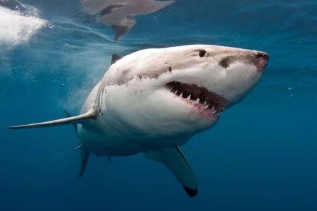 NSW shark nets killing hundreds of animals, new data shows