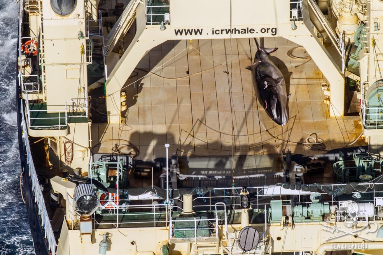 Sea Shepherd released images of a dead whale onboard a Japanese ship. 