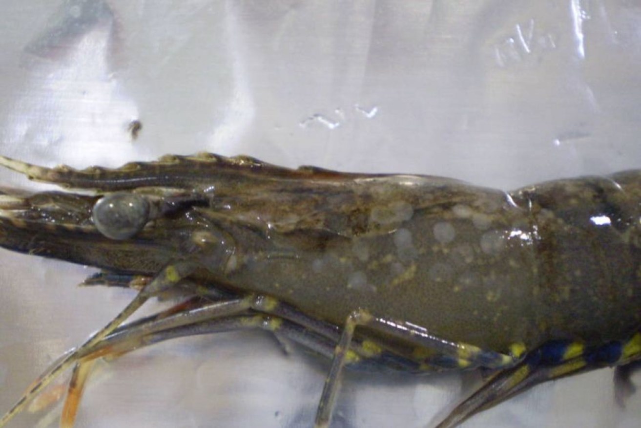 White spot can stop wild prawn growth and heavily impact prawn farm production. 