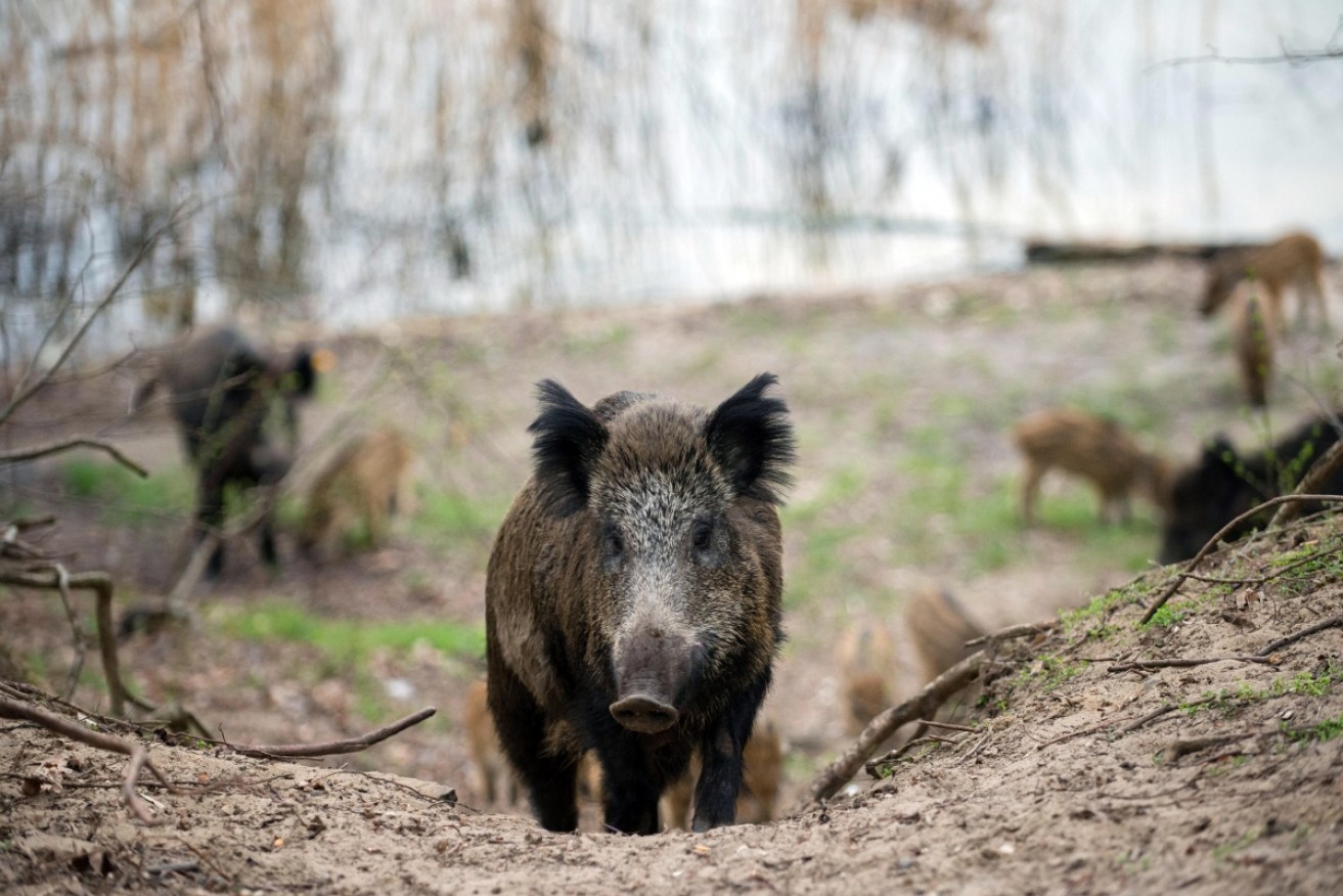 A wild boar caused minor injuries to three people in a Berlin park.
