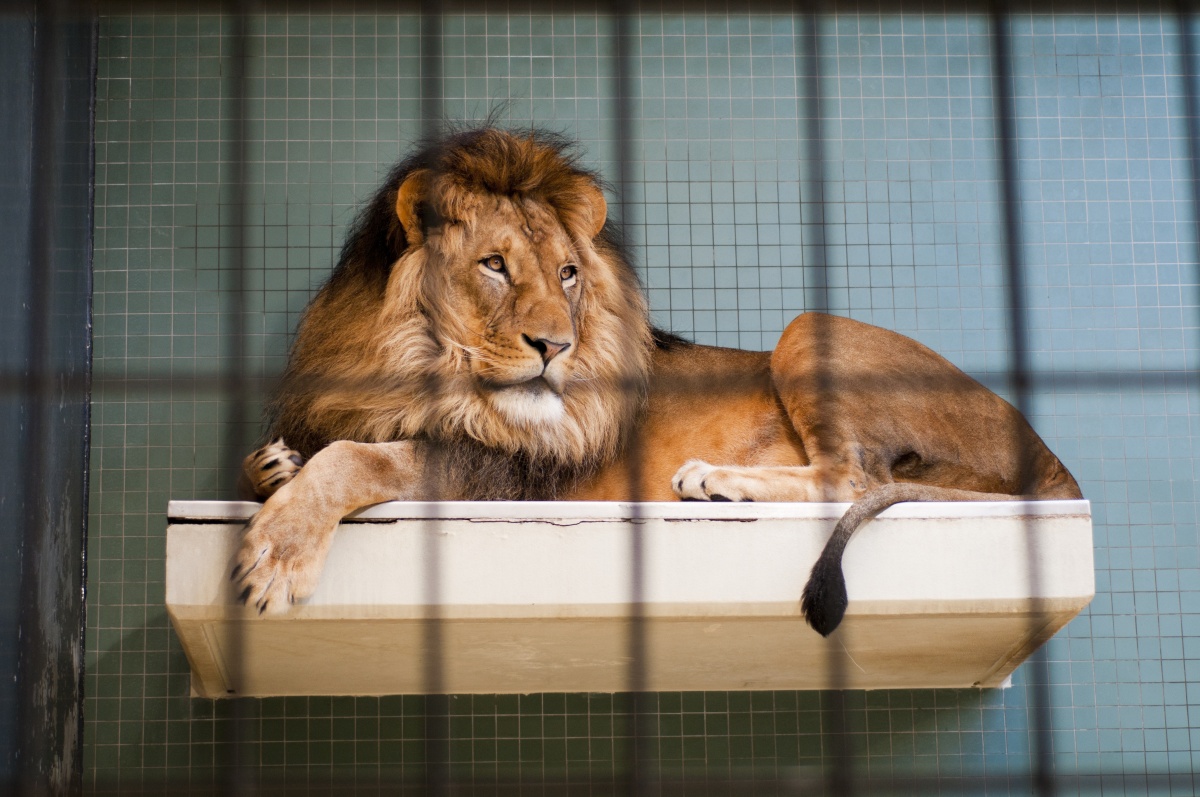 Are zoos good or bad? New documentary gets the definitive answer