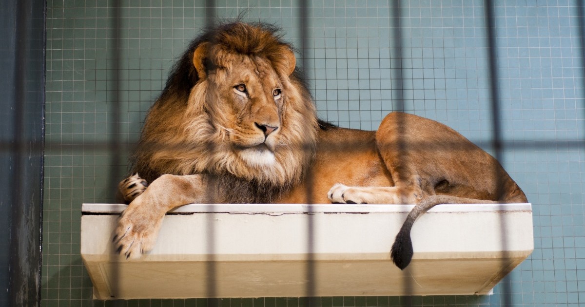 horizon, 2016, should we close our zoos? liz bonnin... Are zoos good or bad? New documentary gets the definitive answer