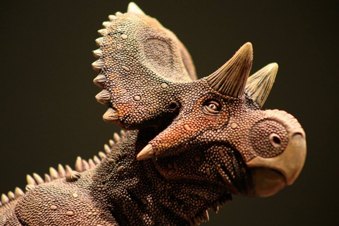 Mexican scientists have found the fossilised remains of a new dinosaur species.