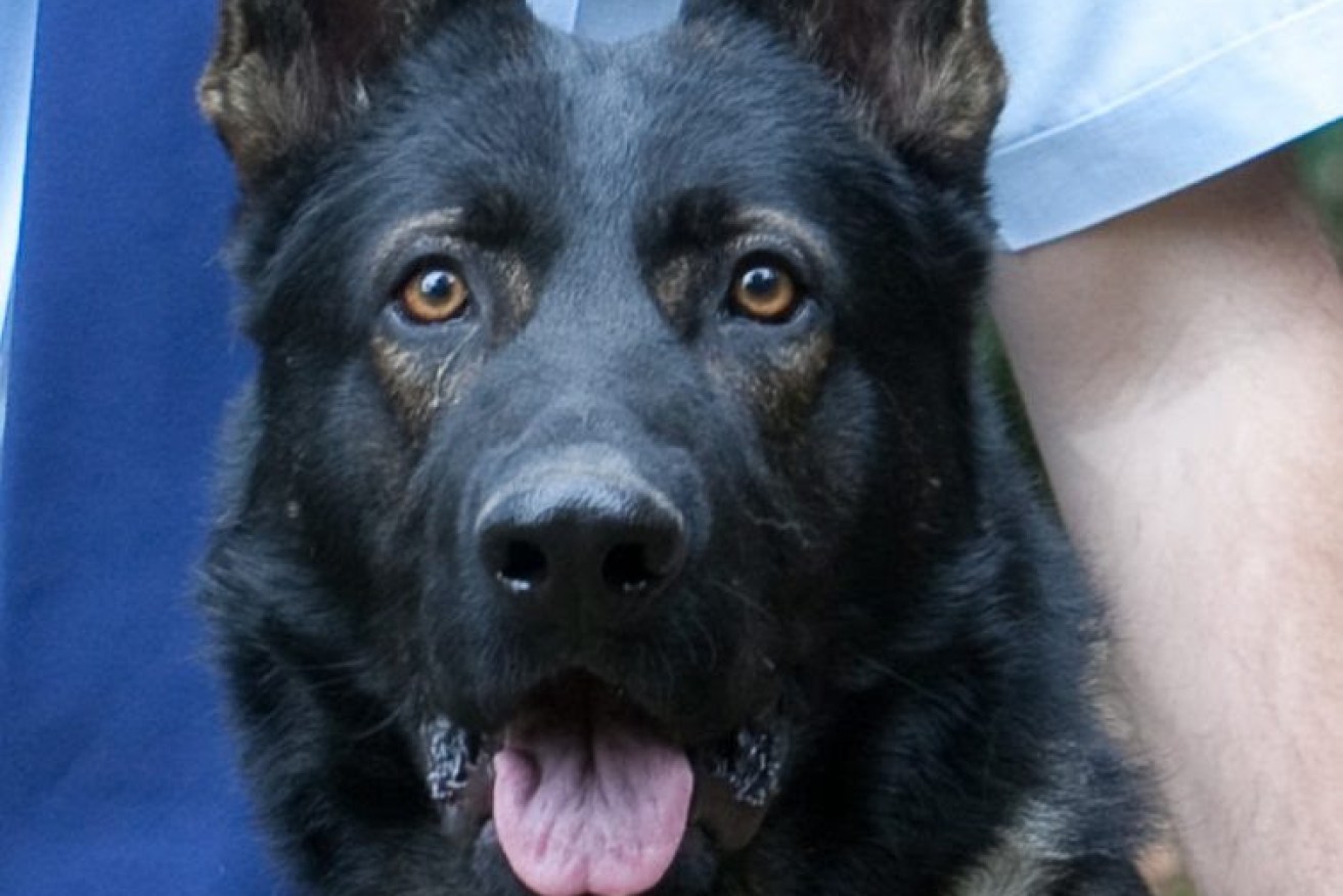 1 hour ago
More
 Queensland police dog Waco died after suffering heat stress while chasing offender in Deception Bay.