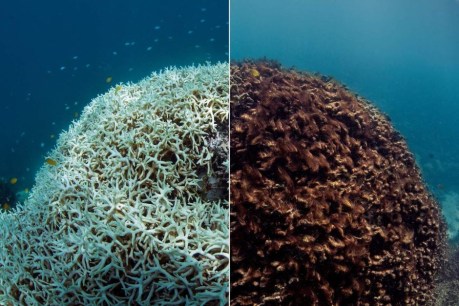 Great Barrier Reef coral bleaching could be the new normal by 2050, research finds