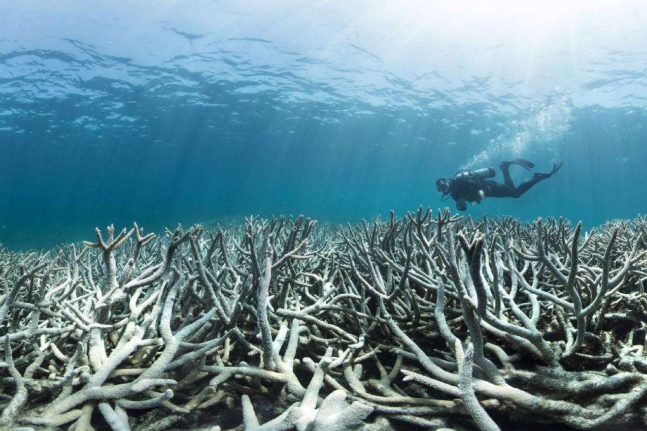 A diver inspects dead coral,  another symptom of the Great Barrier Reef's environmental degradation.