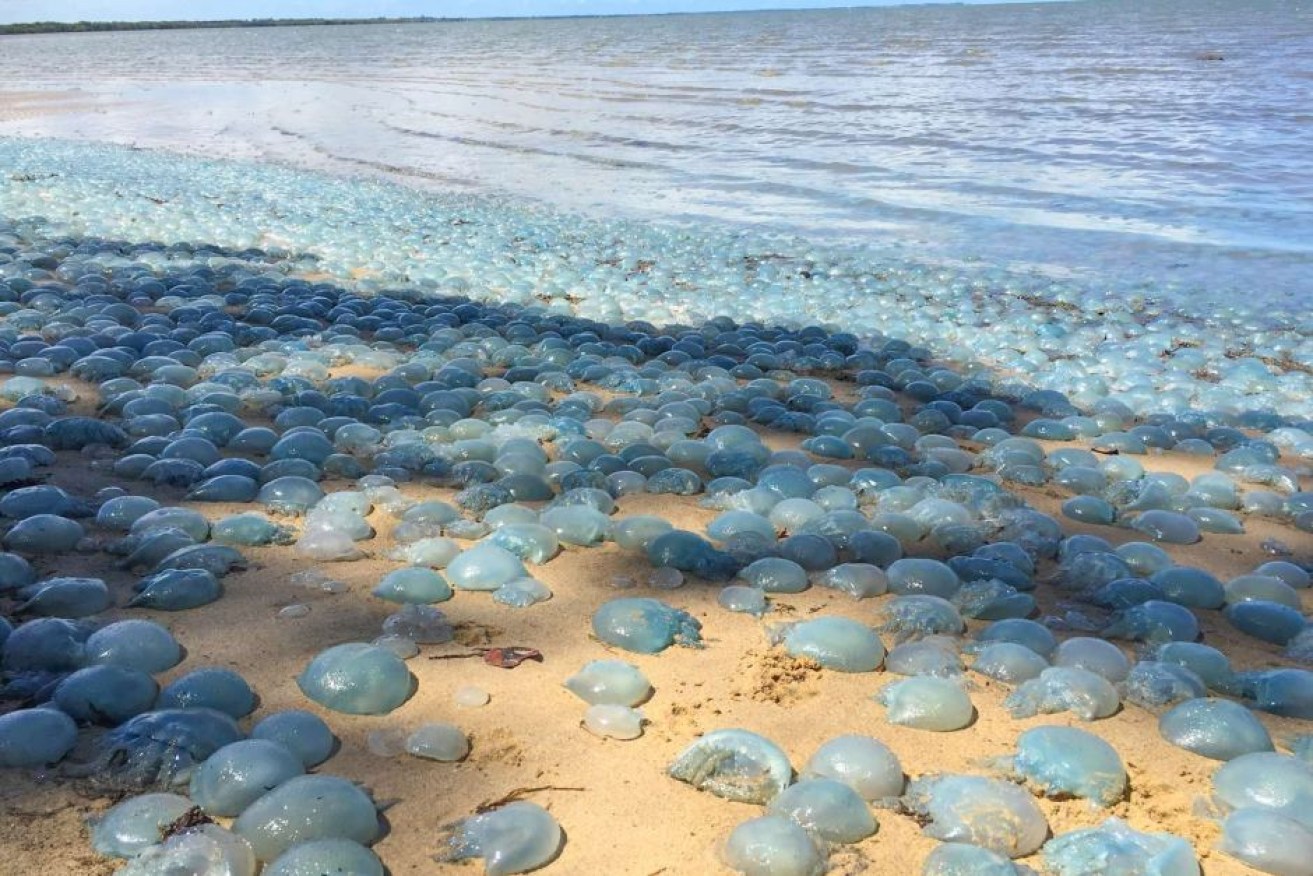 The beaches of Deception Bay have been invaded with blue blubber jellyfish.