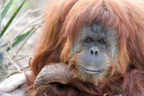 Adelaide Zoo to honour late orangutan Karta with memorial