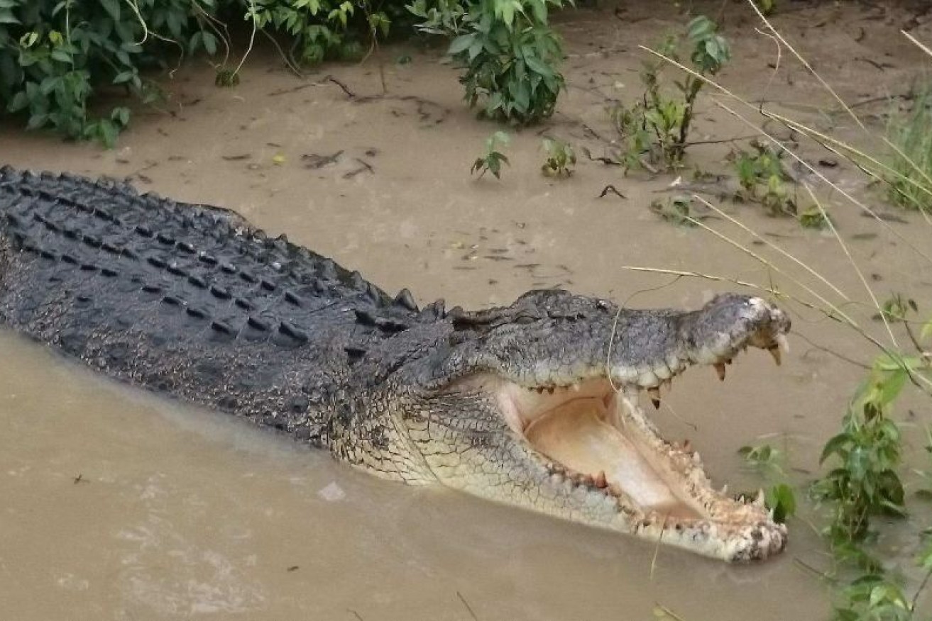 Crocodiles are common in the Port Douglas region. 