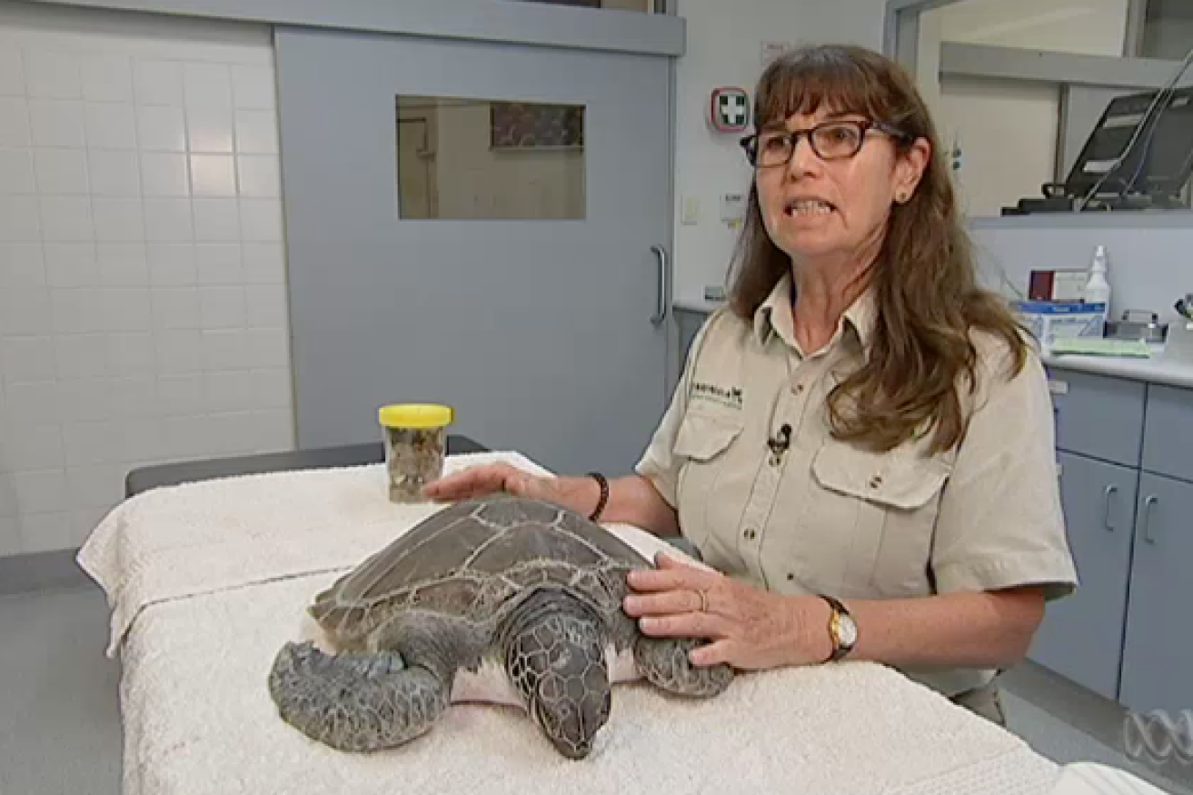 Hospital manager Libby Hall cared for Clifton the turtle.