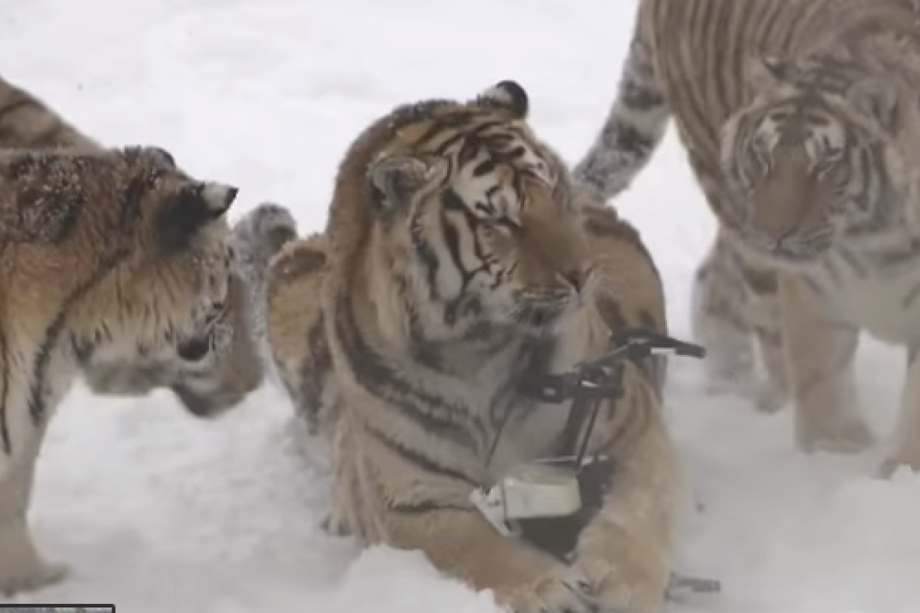 Siberian tigers pounce on their prey – a drone.