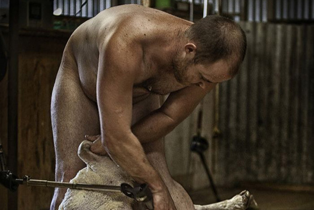 A shearer nicknamed Telf indulges in his favourite party trick.