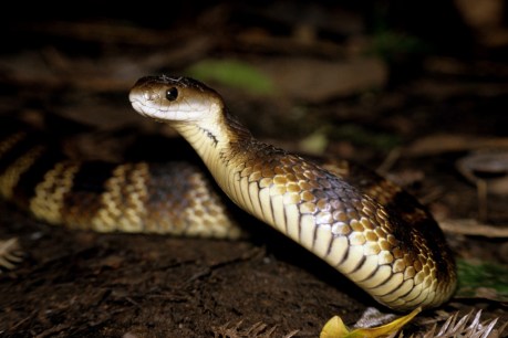 Snakes in the city: The Australian suburbs with the highest serpent sightings