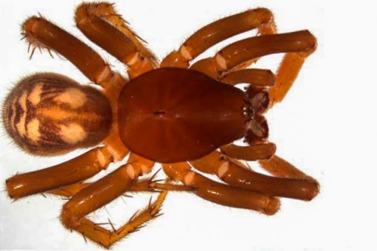 PHOTO: The Nosterella pollardi species has unique genitals not found in other spiders. 