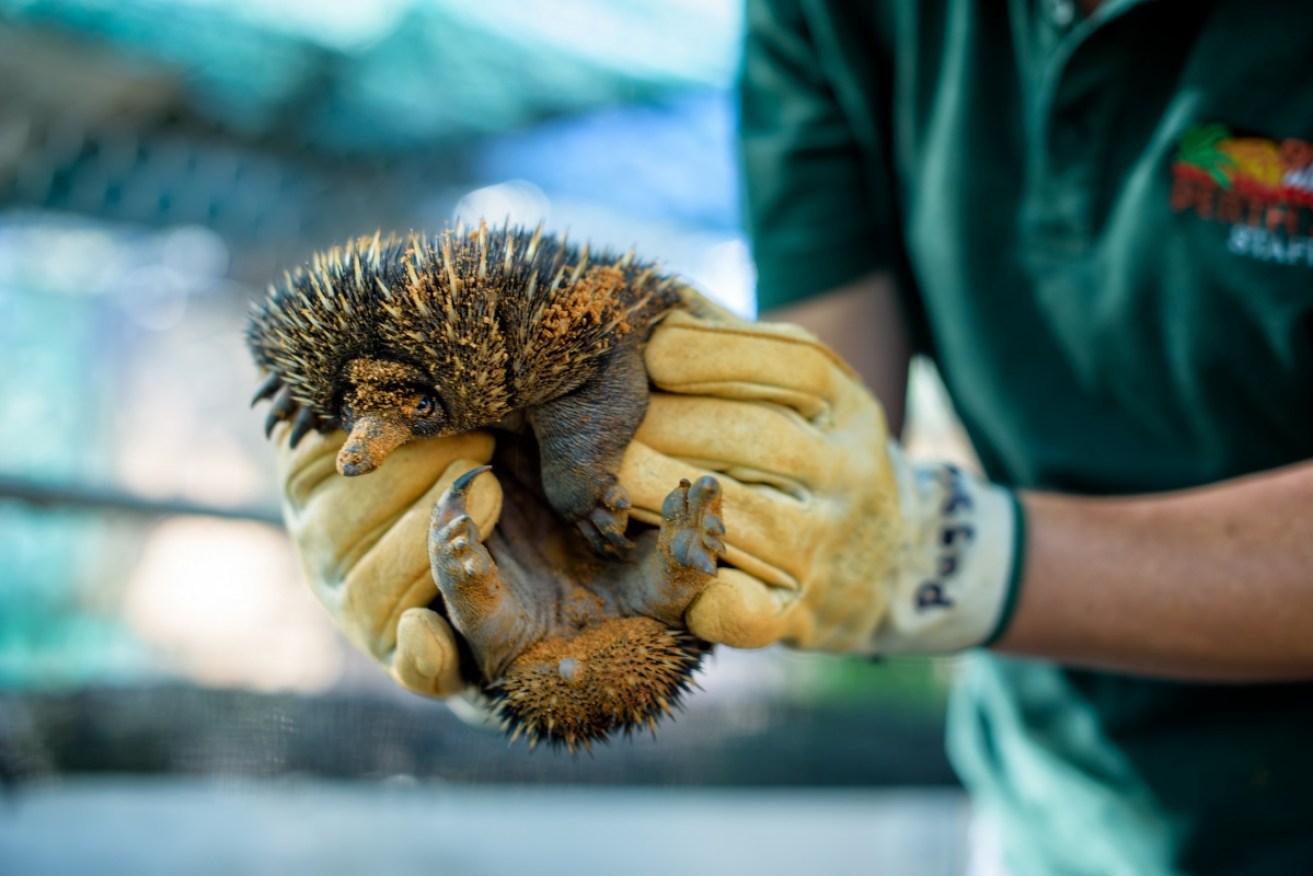 It is the tenth successfully bred echidna at Perth Zoo since 2007.