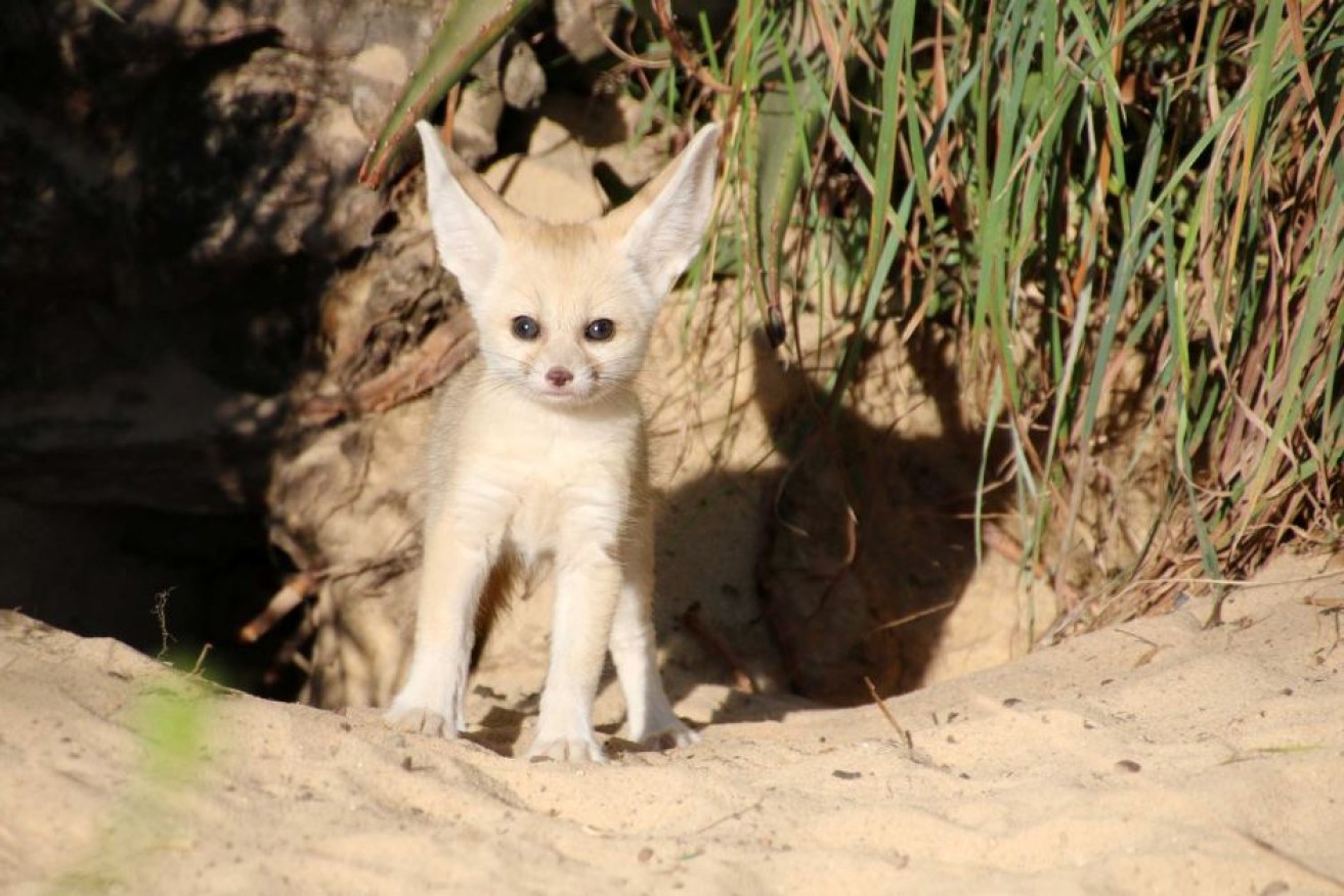 The fennec fox's ears account for about half its height.