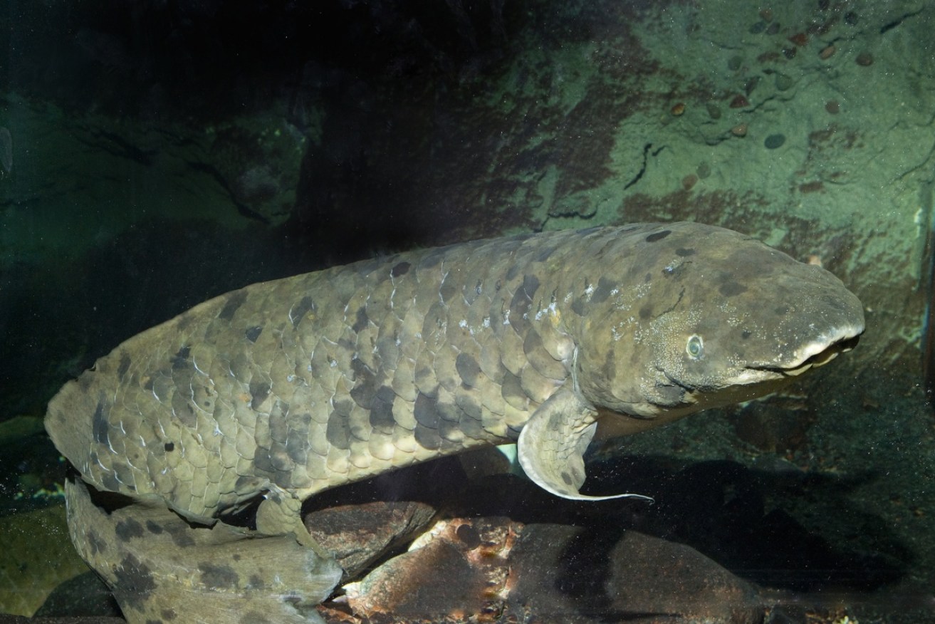 Granddad, as the 11-kilogram fish was known, was euthanised due to old age. 
