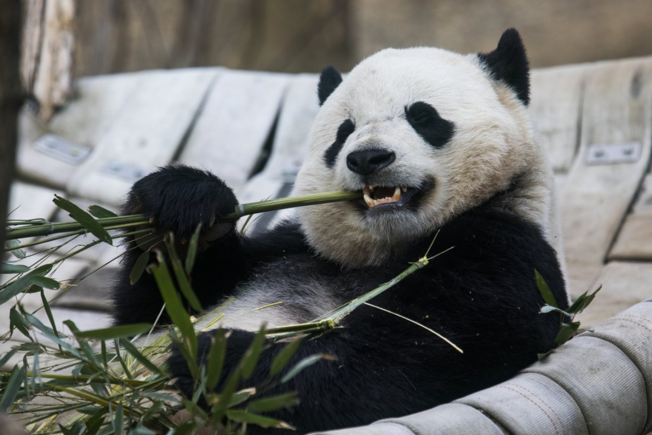 The Smithsonian's giant panda cub Bao Bao eats bamboo on her final morning at the National Zoo.