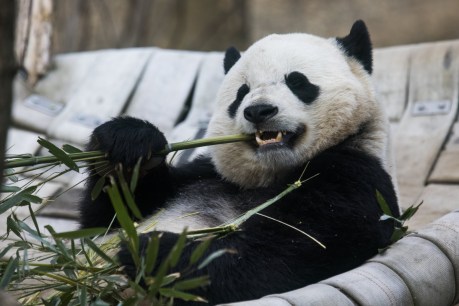 Bao Bao the panda departs to new home