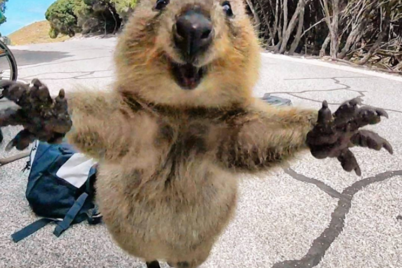 The quokka, seen leaping towards Mr Campbell. 