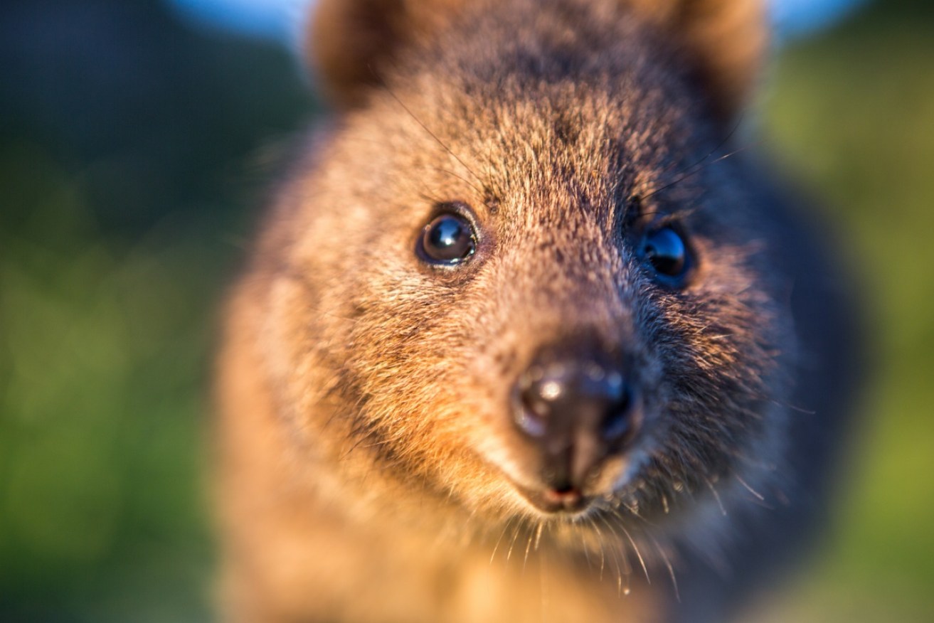 Quokkas are a major tourist attraction on Rottnest Island but are not common on the mainland.