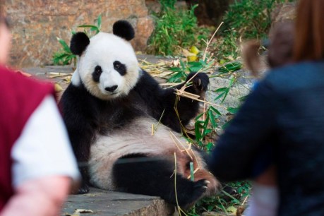 Giant panda Fu Ni goes into fake labour at Adelaide Zoo