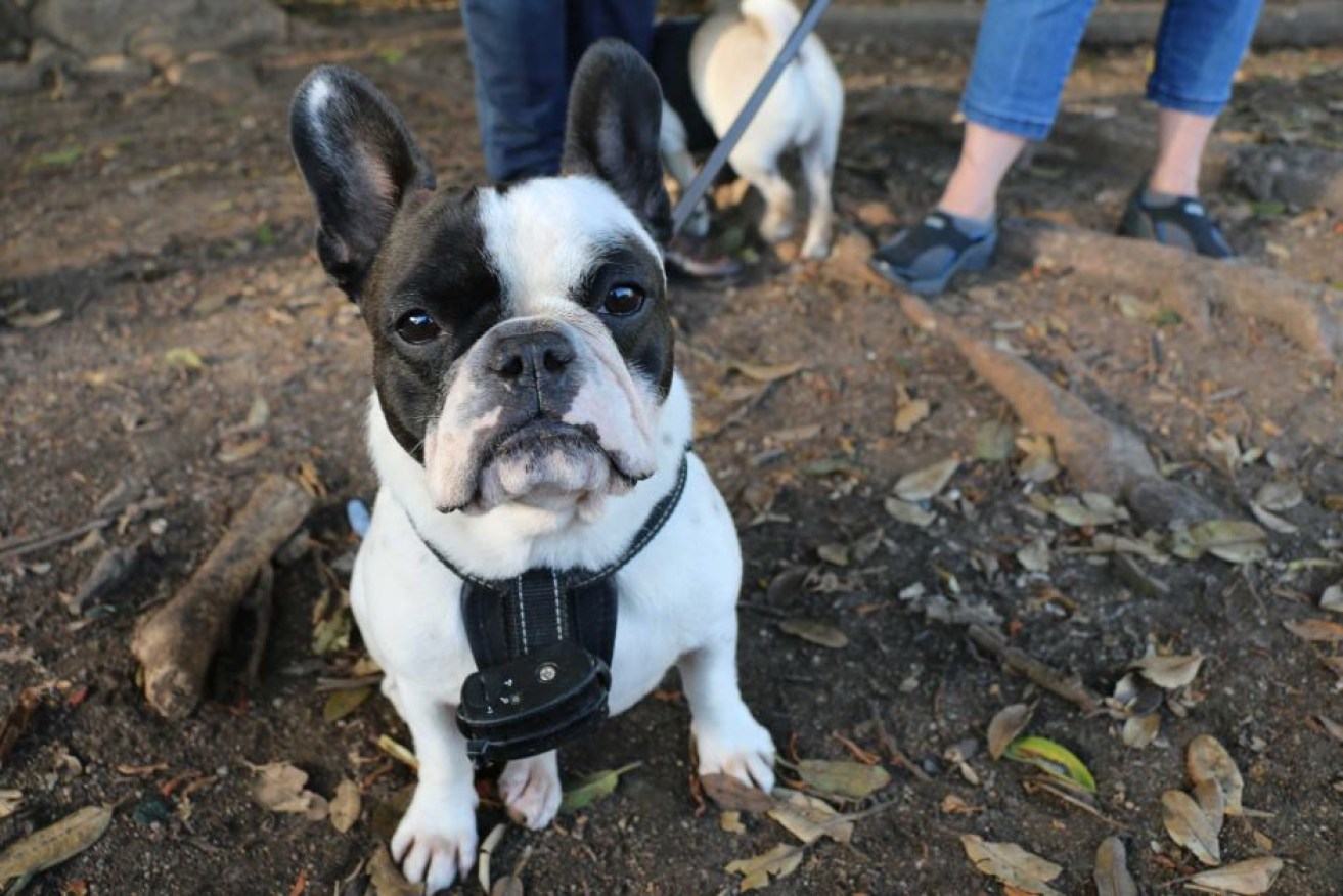 French bulldogs are prone to health problems because of their short noses.