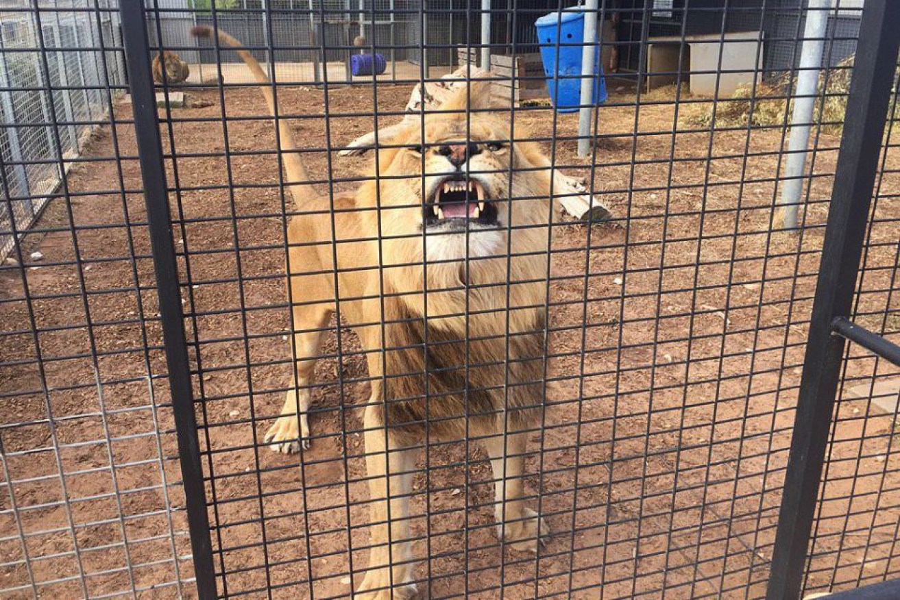People will be able to get up close and personal with lions in Monarto Zoo's Predator Experience.