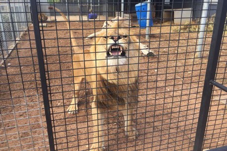 People cage at Monarto Zoo to allow lions to watch humans