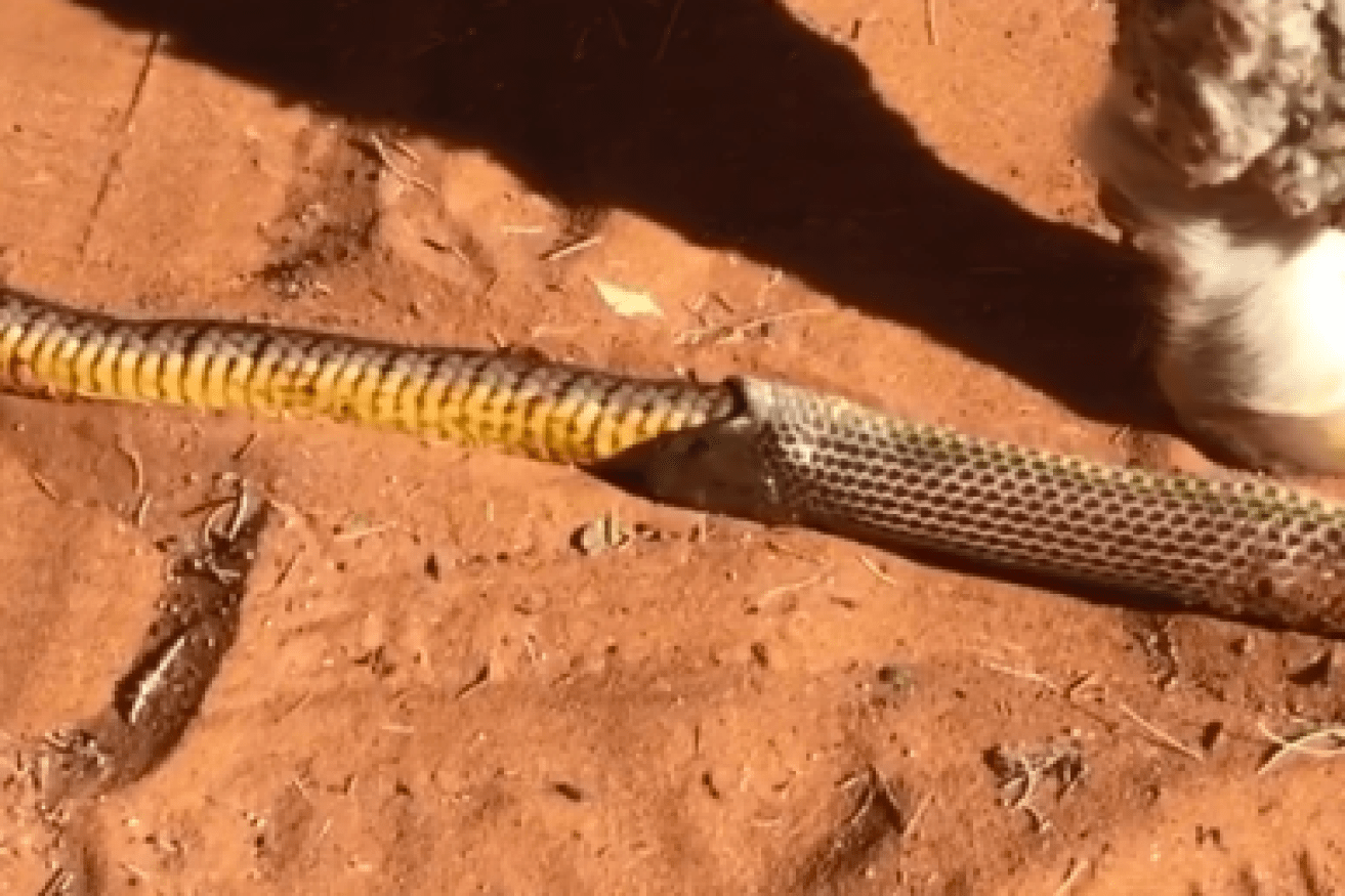 Video still of a snake inside a snake.
