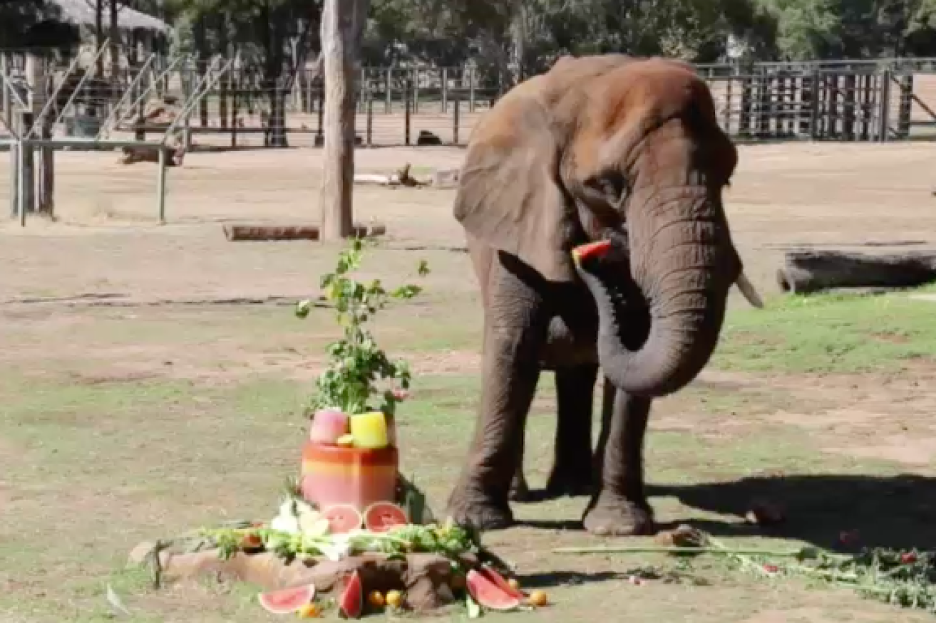 African elephant, Cuddles, helped the Taronga Western Plains Zoo celebrate its 40th birthday last month.