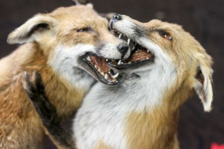 Taxidermists explain why their labour of love is the stuff of dreams