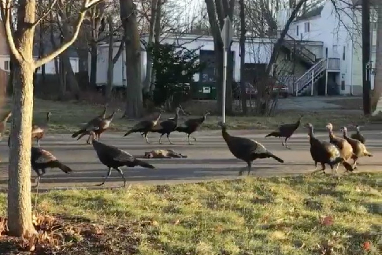 Why were these wild turkeys circling this dead cat?