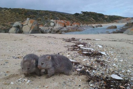 Derek, the baby wombat bringing tourists to Flinders Island