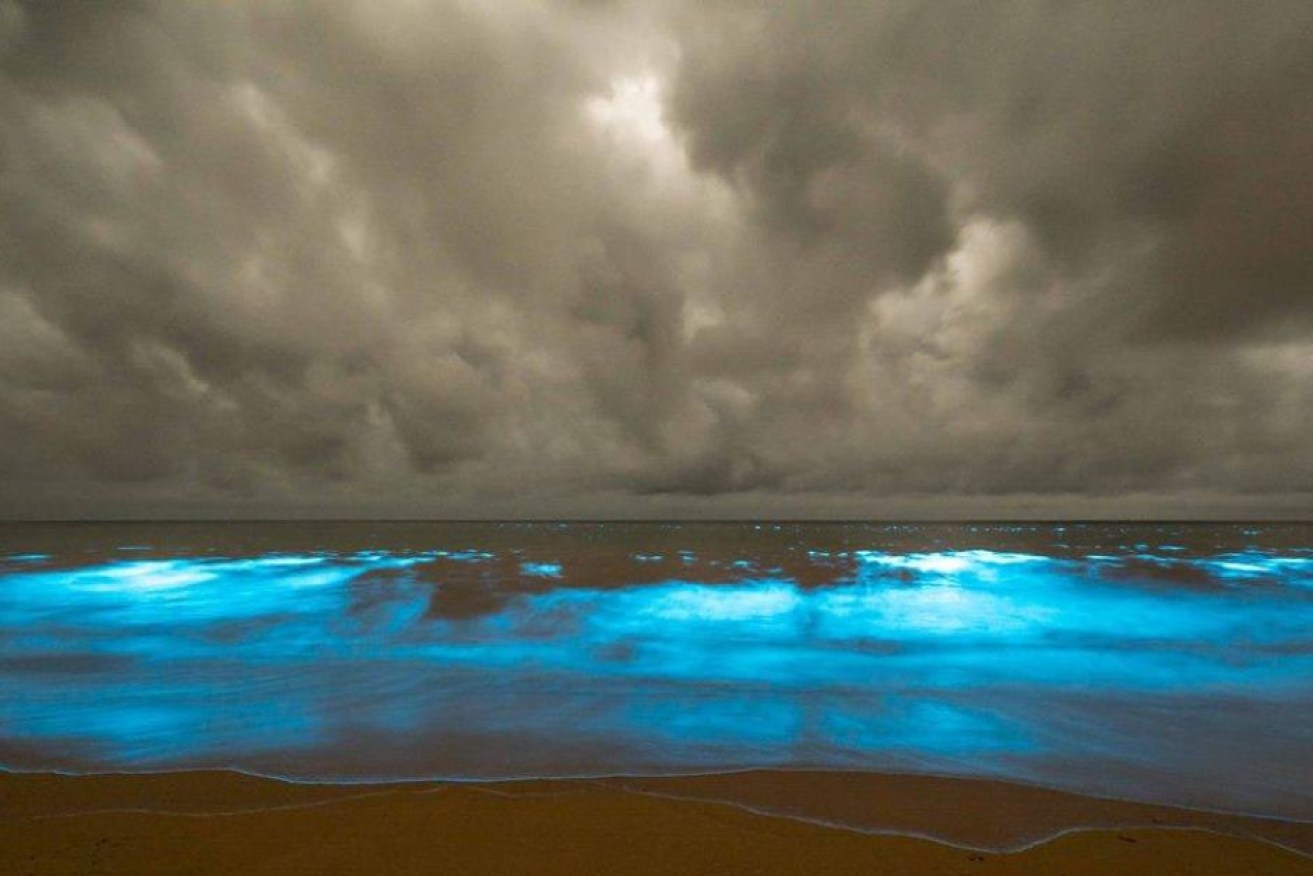 The bright blue glow is caused by billions of single-celled plant plankton which illuminate when disturbed.