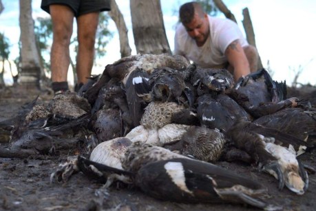 Dumped dead ducks reignite debate over hunting