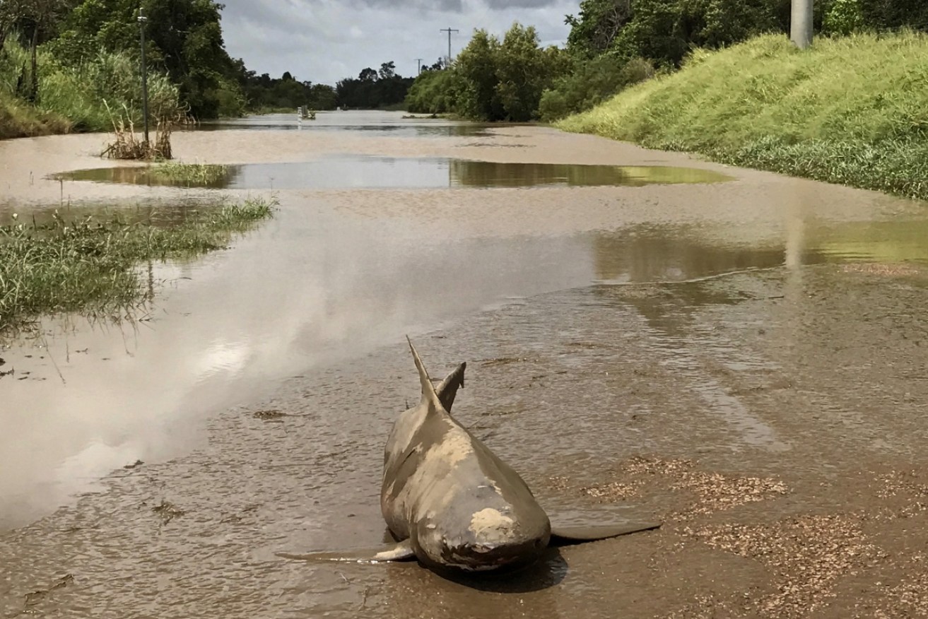 Aggressive bull sharks like to hunt in floodwater, experts say. 