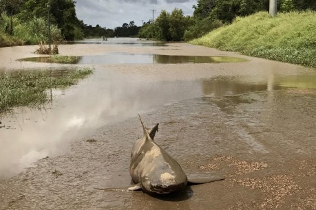 Grisly floodwater find sparks &#8216;sharknado&#8217; fears in Townsville
